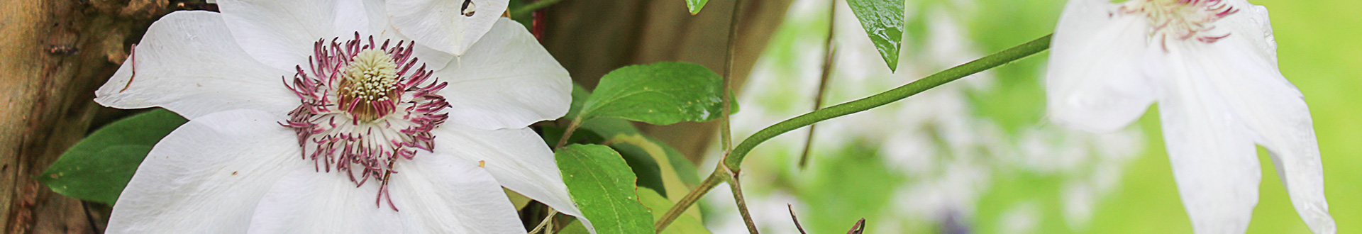 Clematis