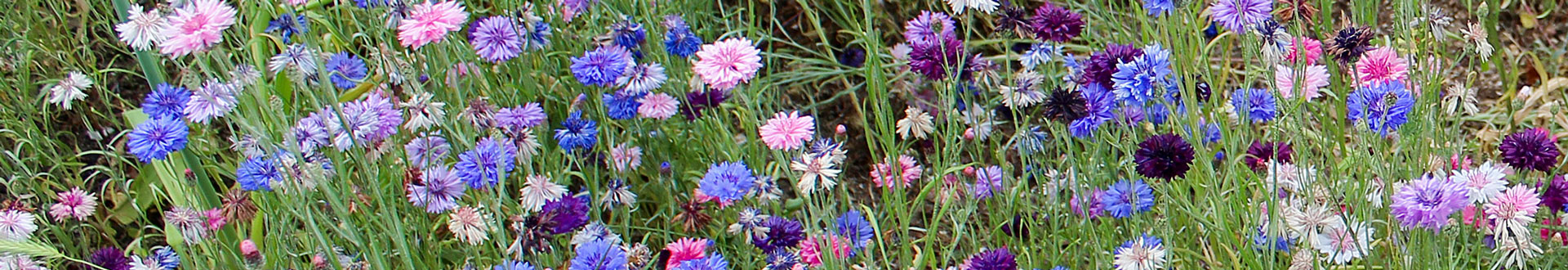 Kornblumen