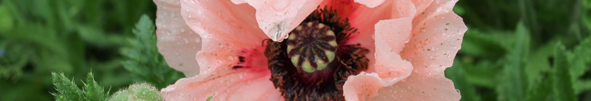 Mohnblume