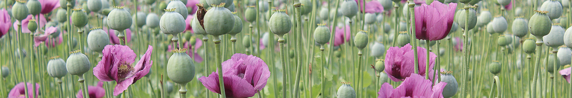 Mohnblumen