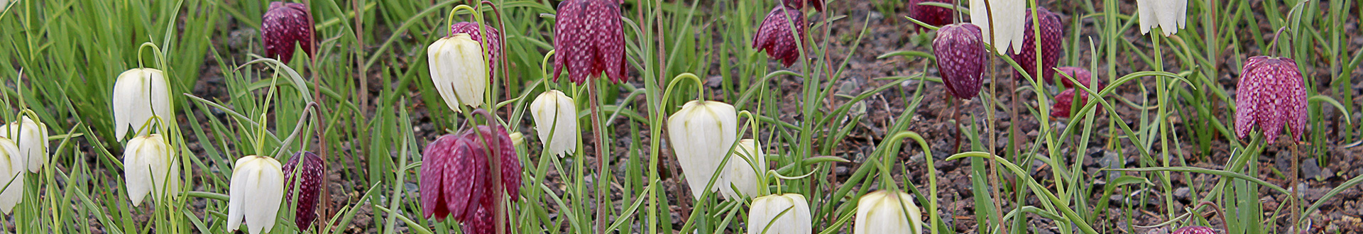 Schachbrettblume_